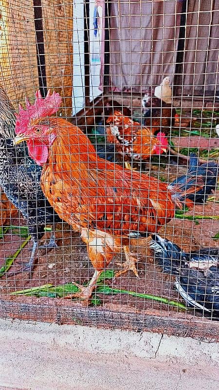 Golden Misri Murga For sale 0