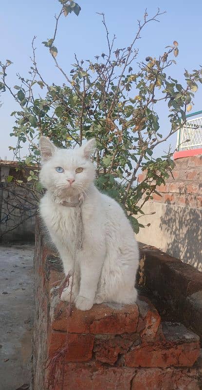 persian Cat/ White cat/ Male persian cat/ 0