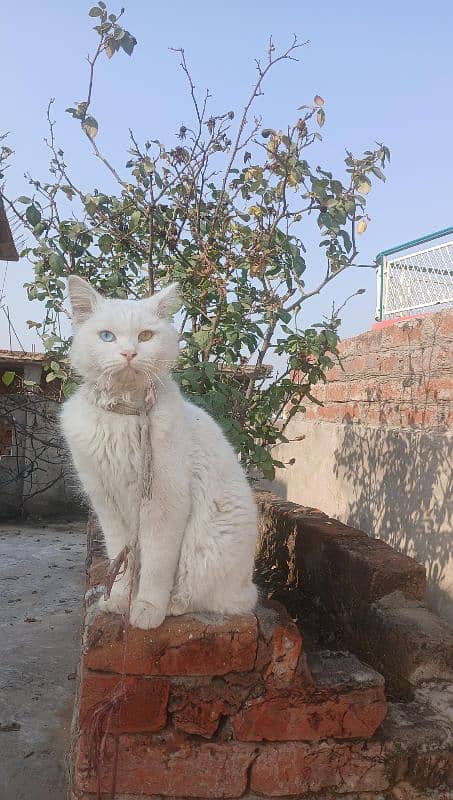 persian Cat/ White cat/ Male persian cat/ 1