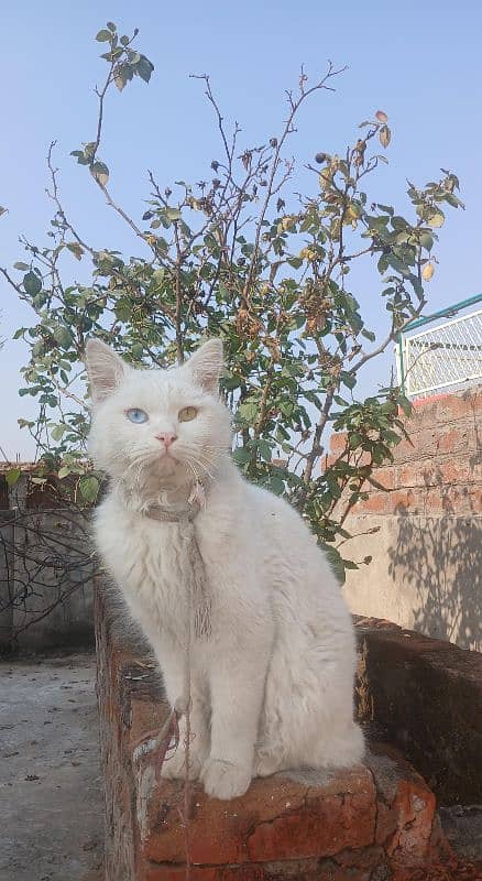 persian Cat/ White cat/ Male persian cat/ 2