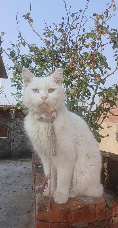 persian Cat/ White cat/ Male persian cat/ 3