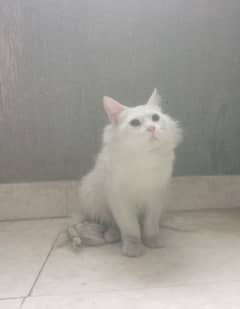 urgent sale for Persian male cat