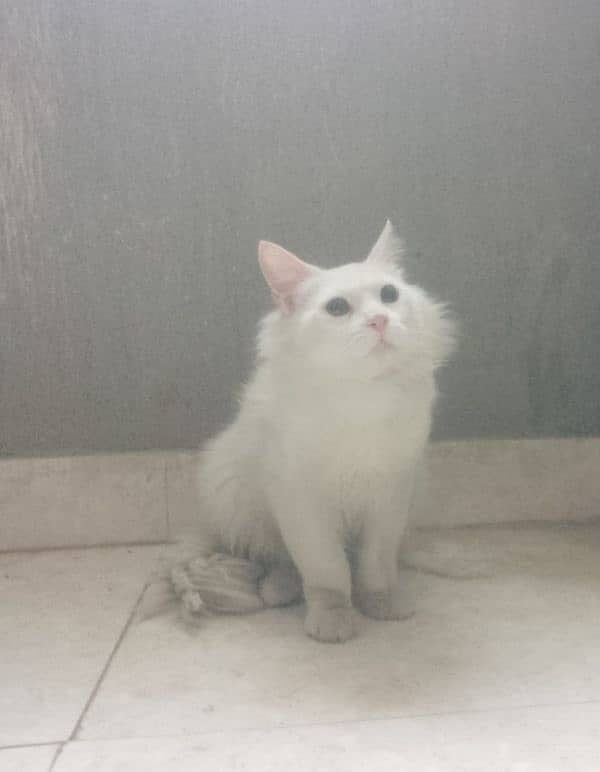 urgent sale for Persian male cat 0