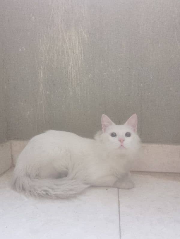 urgent sale for Persian male cat 1