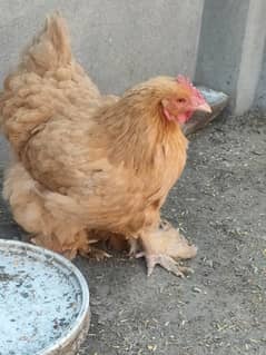 Golden Heavy Buff Hen for sale