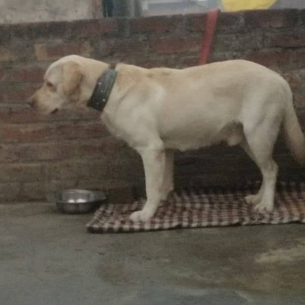 British labrador 0