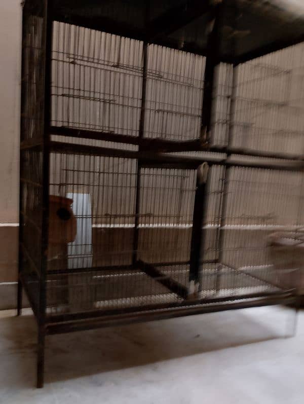 Birds iron Cage 2