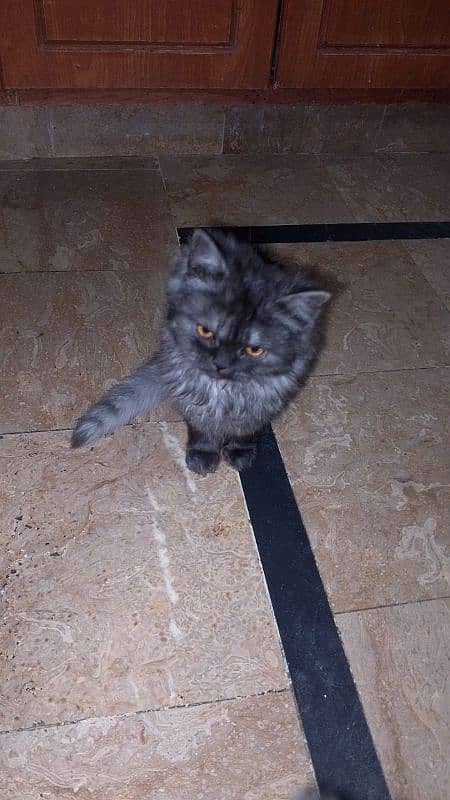 Persian cat for sale 0