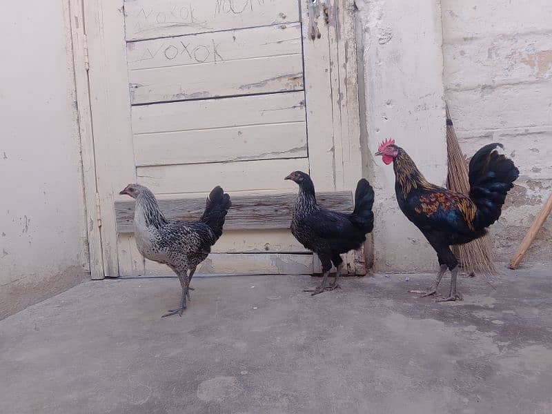 Misri hen Piar 02 Female 01 Male 0