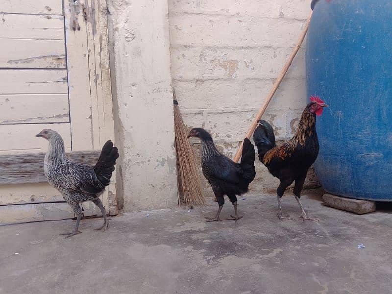 Misri hen Piar 02 Female 01 Male 1