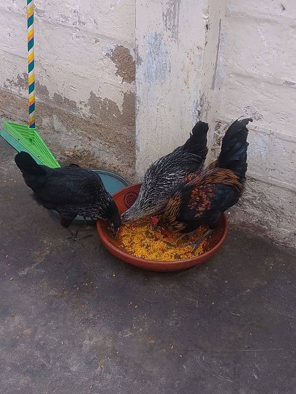 Misri hen Piar 02 Female 01 Male 2