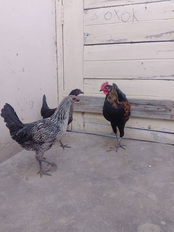 Misri hen Piar 02 Female 01 Male 4