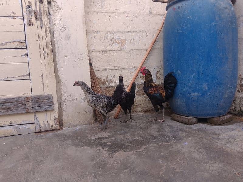 Misri hen Piar 02 Female 01 Male 5