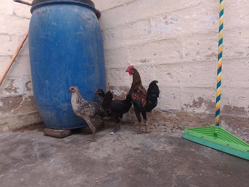 Misri hen Piar 02 Female 01 Male 6