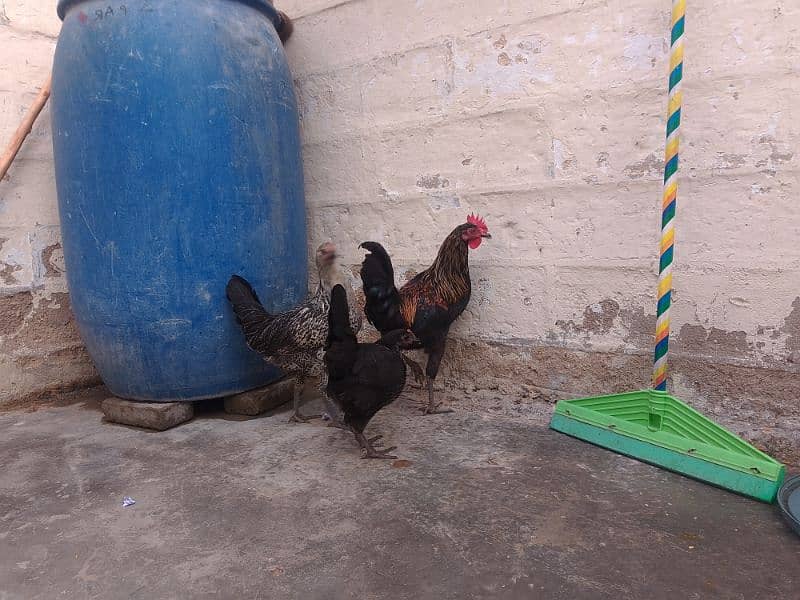 Misri hen Piar 02 Female 01 Male 7