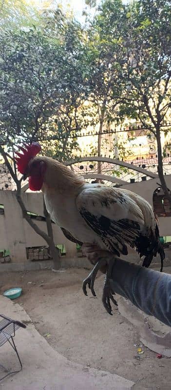 Desi Rooster 0