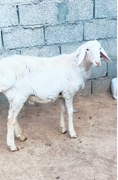 kabli kheera bacha, 2025 qurbani