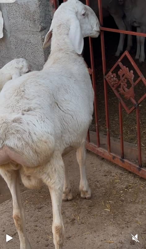 kabli kheera dumba, 2025 qurbani 2