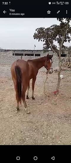 female horse for sale