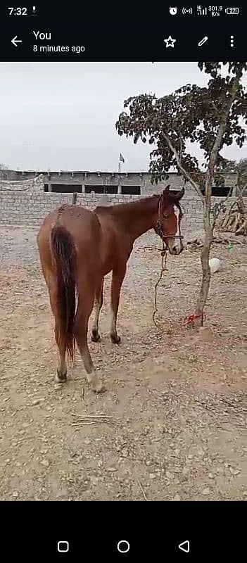 female horse for sale 0