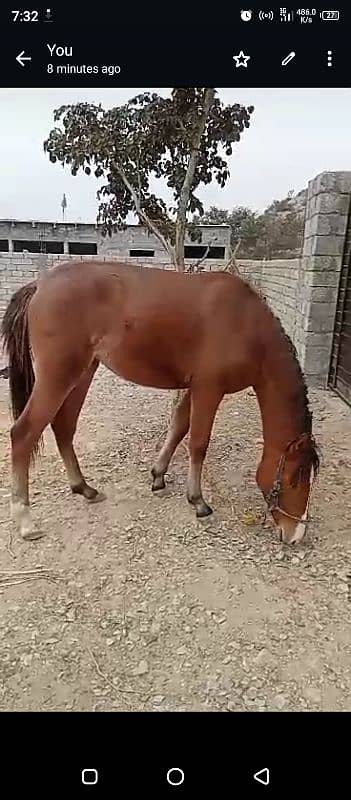 female horse for sale 1