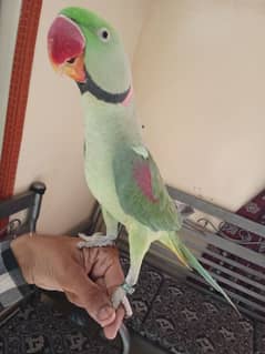 raw parrot fully handtamed