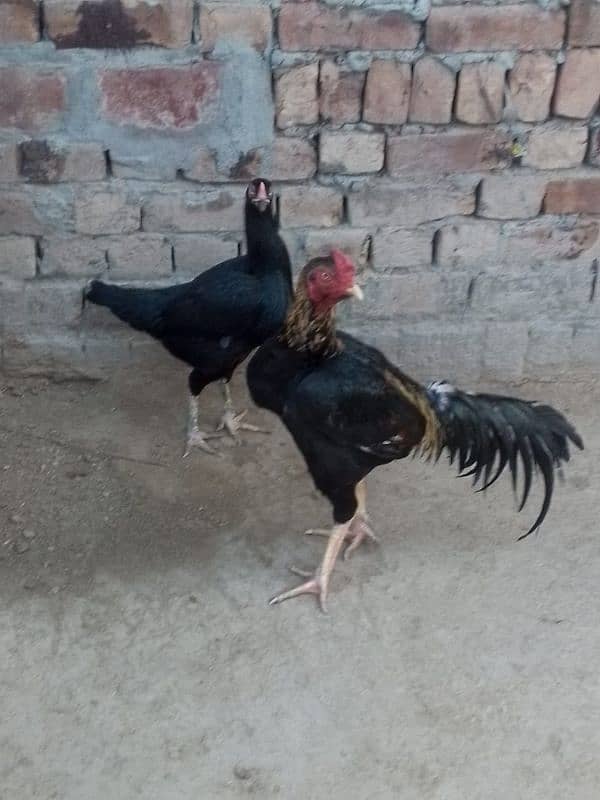 Aseel Murga Murgi pair jori for sell at best price 5