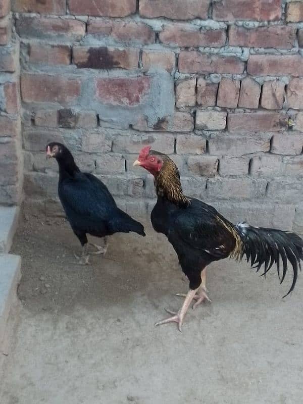 Aseel Murga Murgi pair jori for sell at best price 6