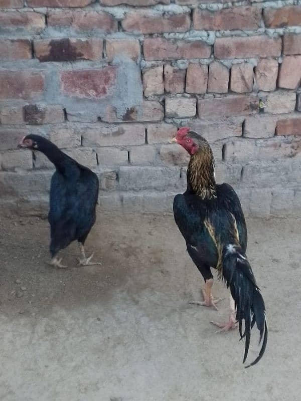 Aseel Murga Murgi pair jori for sell at best price 7