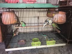 budgies