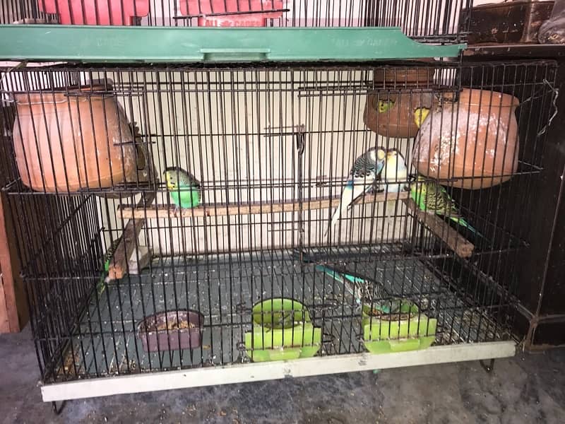 budgies 4 pair with cage 0