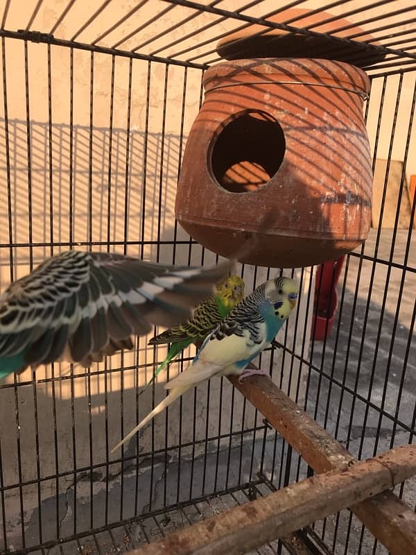 budgies 4 pair with cage 1