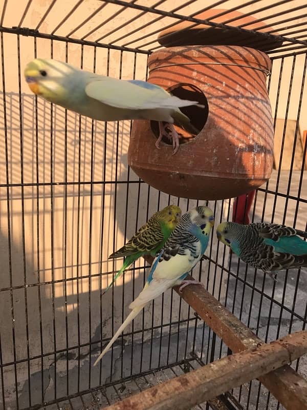 budgies 4 pair with cage 2