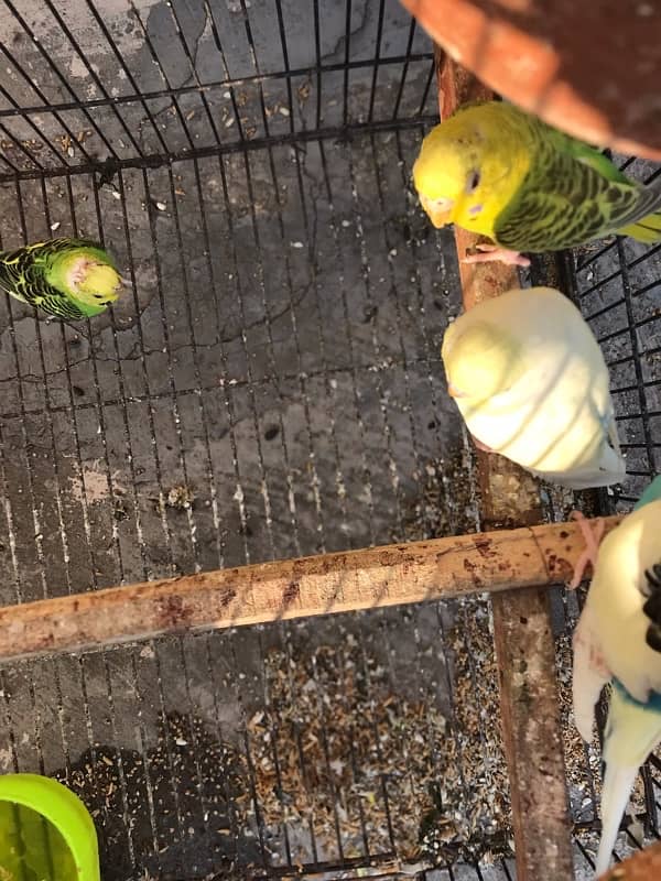 budgies 4 pair with cage 3