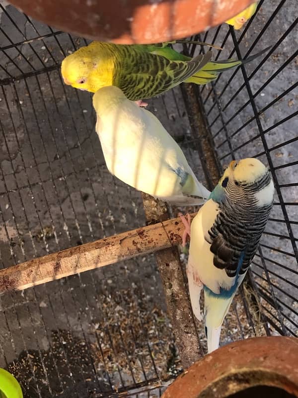 budgies 4 pair with cage 4