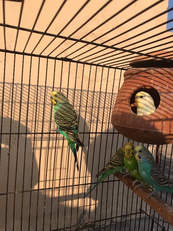 budgies 4 pair with cage 5