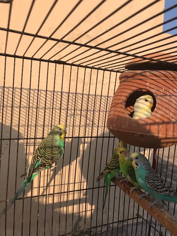 budgies 4 pair with cage 6