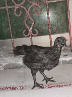 ayam cemnai chick for sale