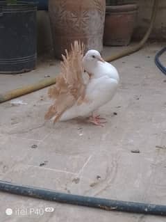 yellow tail pigeons for sale