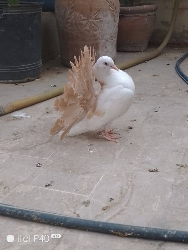 yellow tail pigeons for sale 0