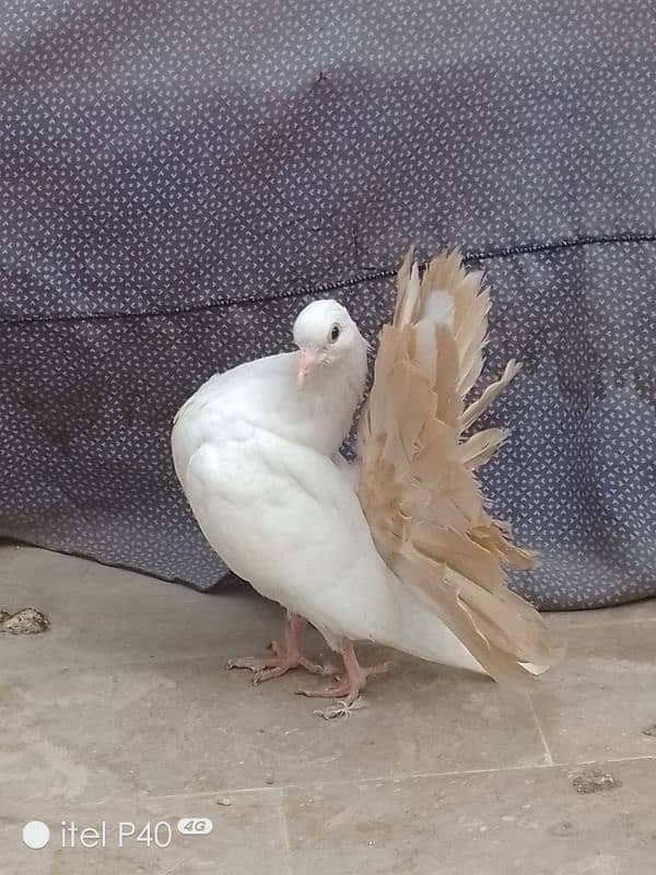 yellow tail pigeons for sale 1