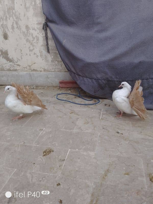 yellow tail pigeons for sale 2