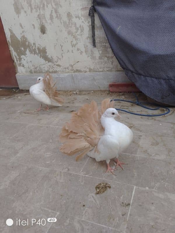 yellow tail pigeons for sale 4