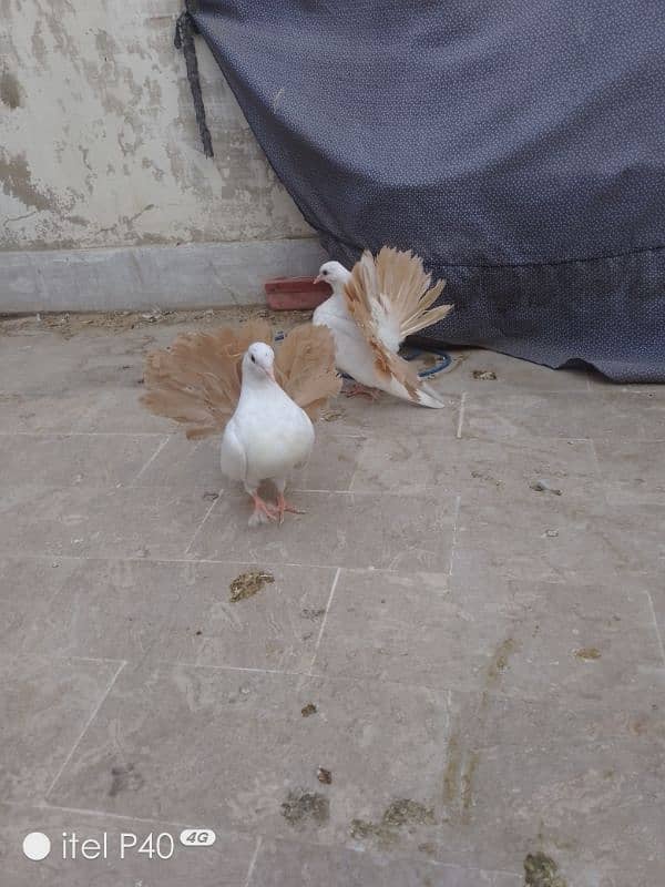 yellow tail pigeons for sale 5