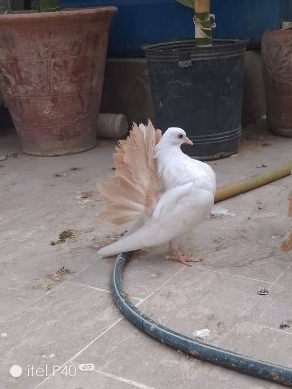 yellow tail pigeons for sale 6