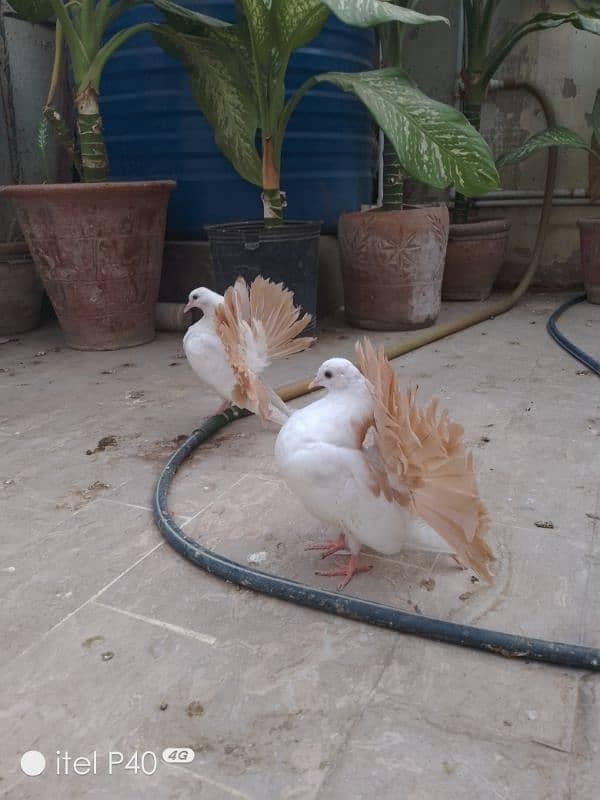 yellow tail pigeons for sale 7