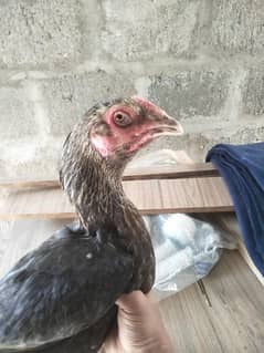 Aseel hen for sale