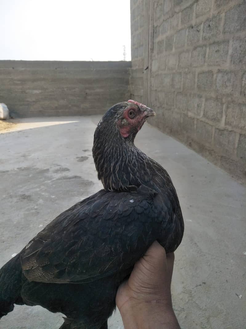 Aseel hen for sale 1