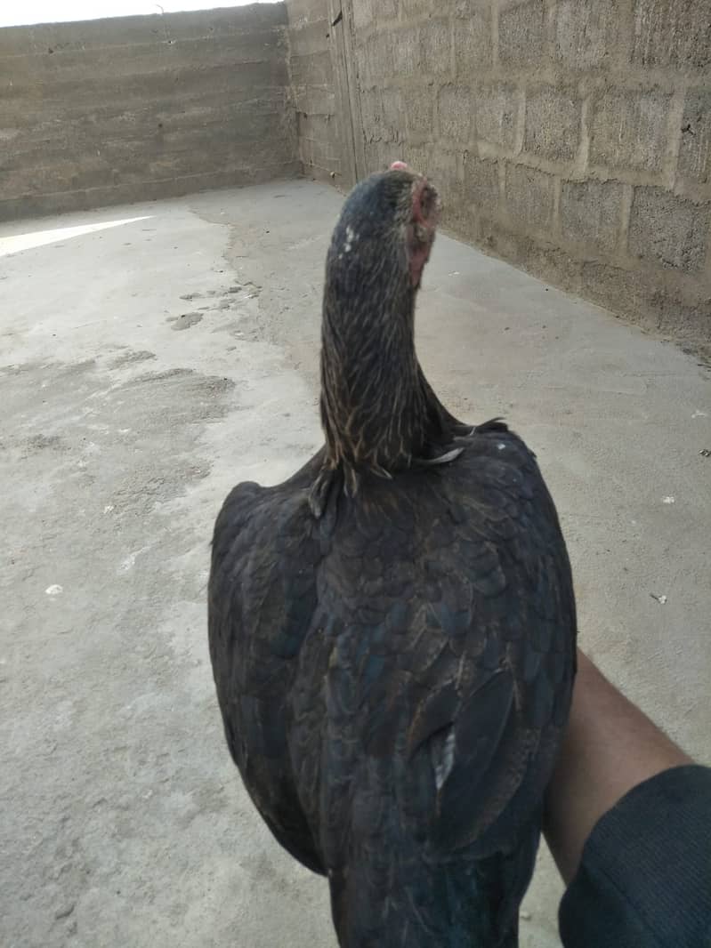 Aseel hen for sale 2