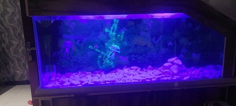 6 feet big aquarium . . urgent sale 4